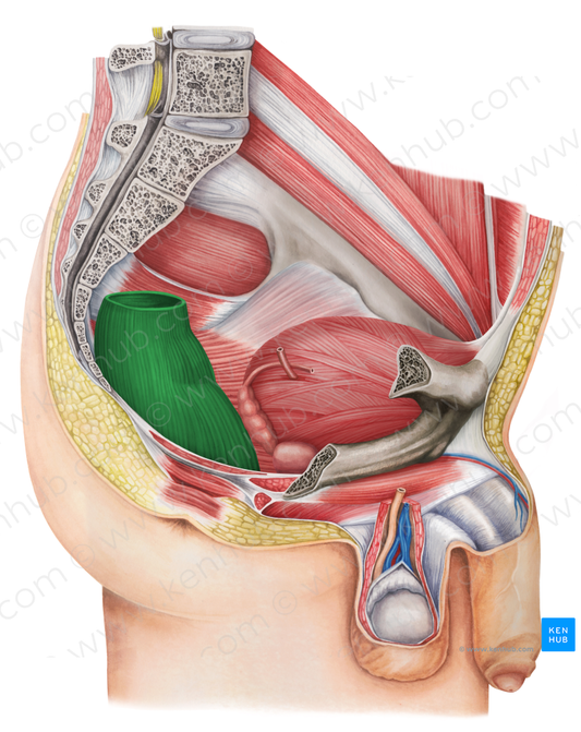 Rectum (#8868)