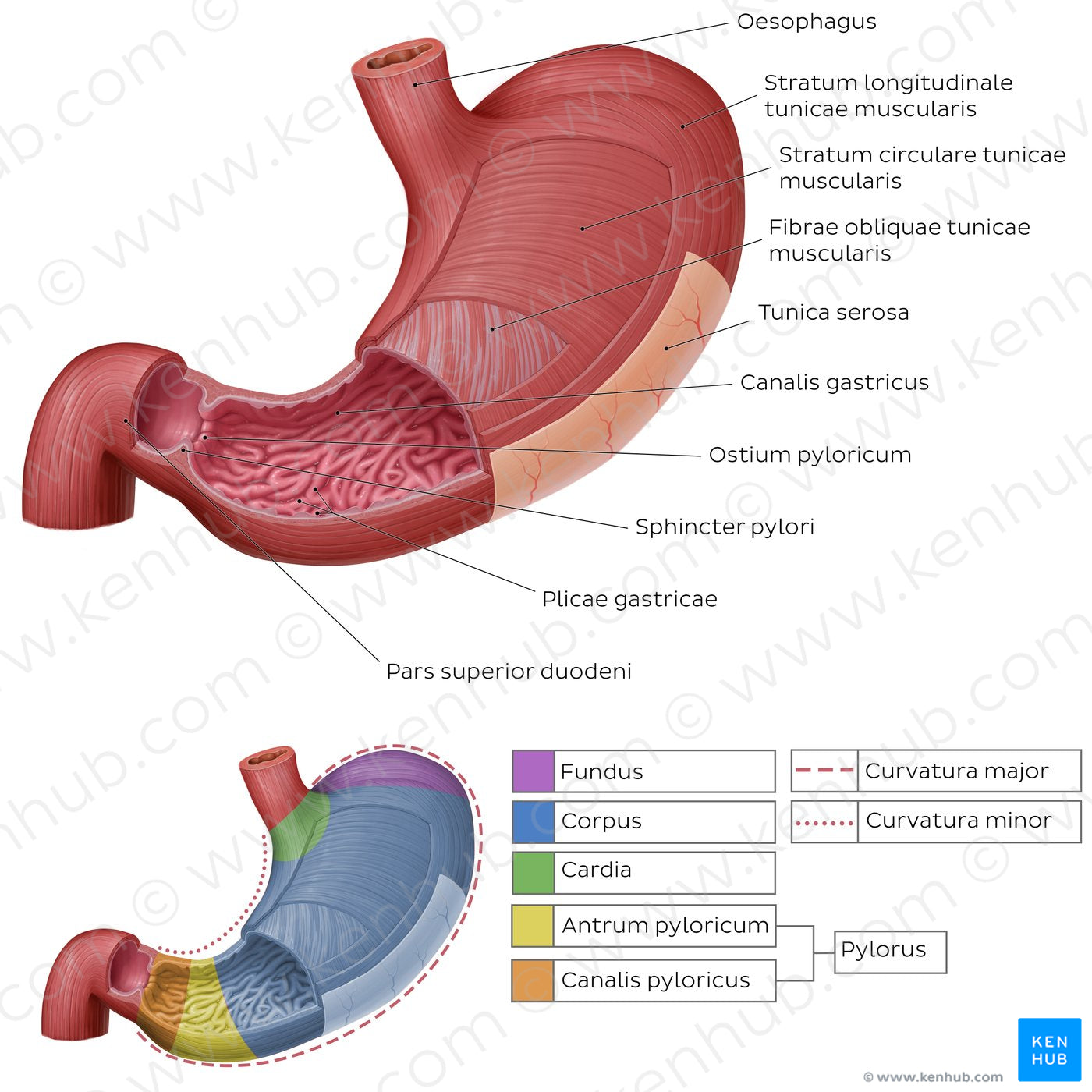 Musculature and mucosa of the stomach (Latin)