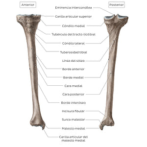 Tibia (Spanish)