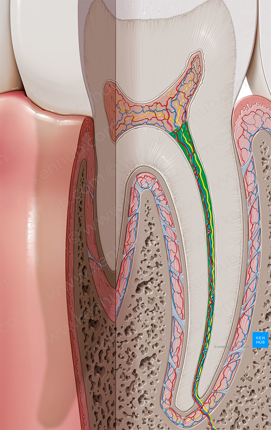 Root canal (#2340)