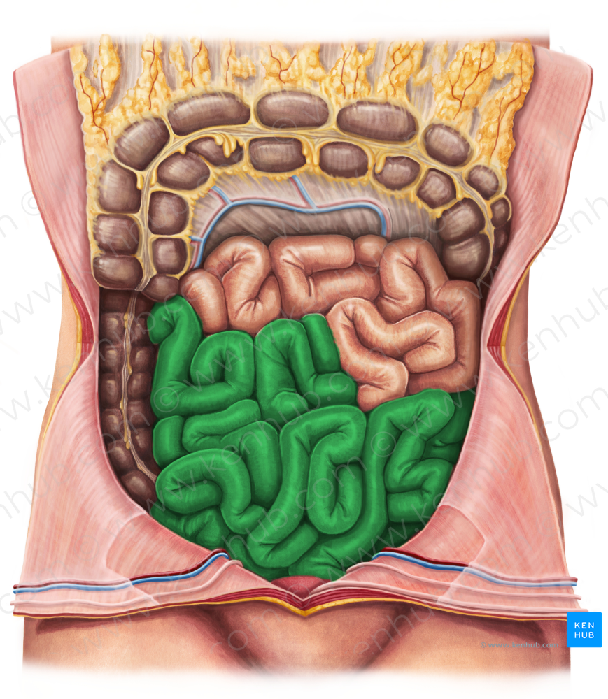 Ileum (#4262)