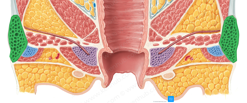 Inferior pubic ramus (#8706)