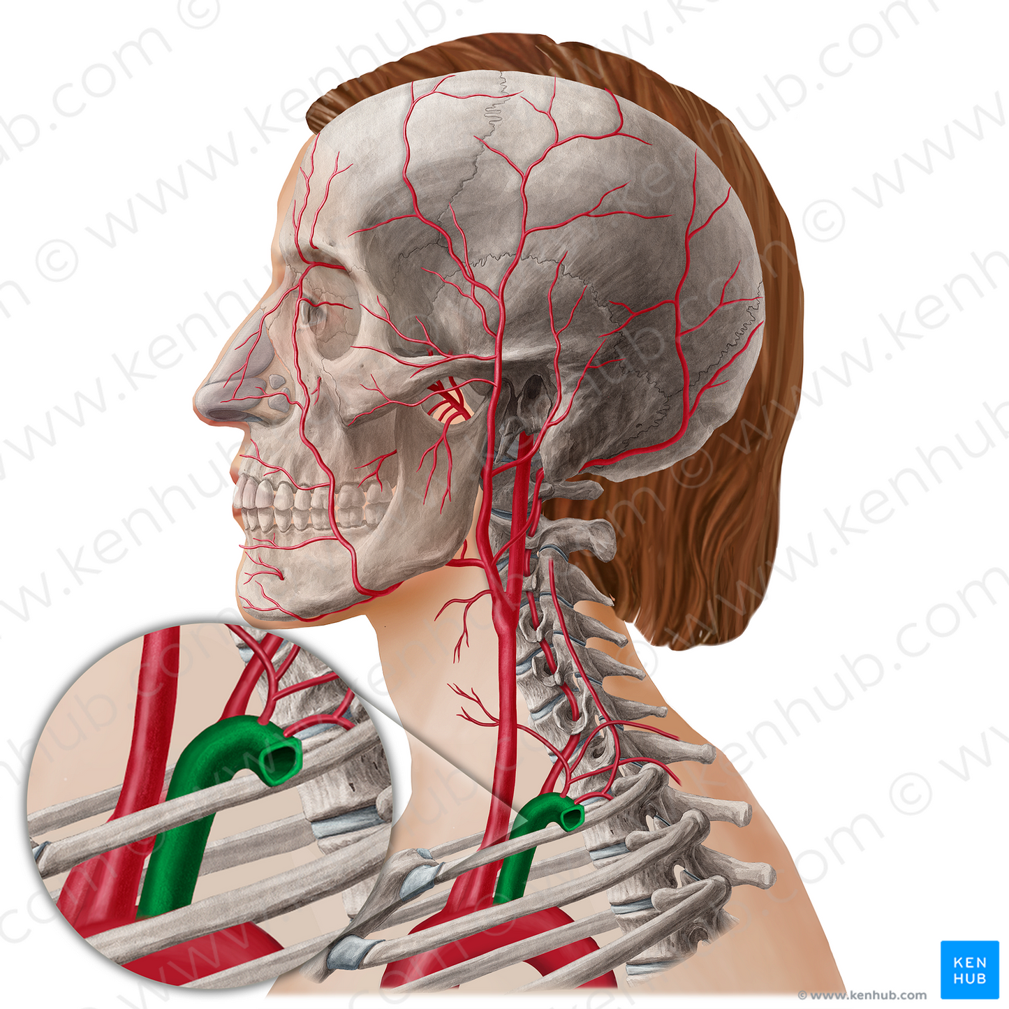 Left subclavian artery (#21795)