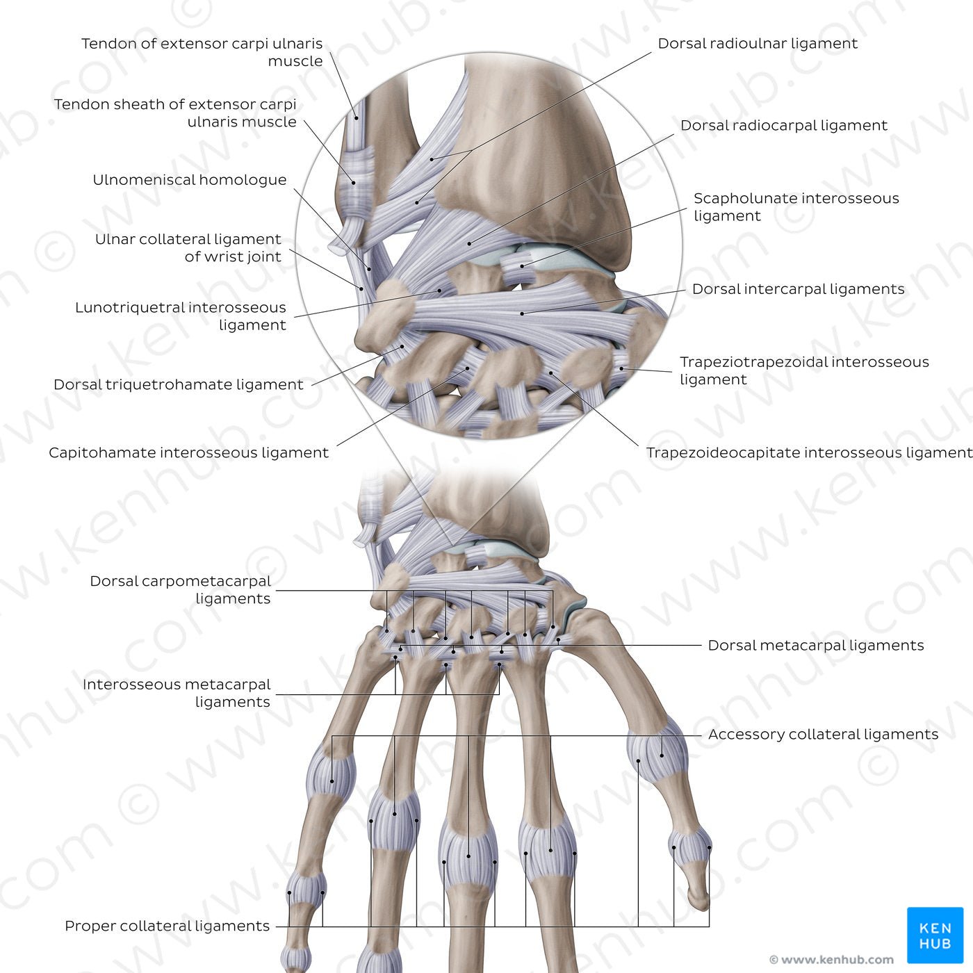 Ligaments of the wrist and hand: Dorsal view (English)