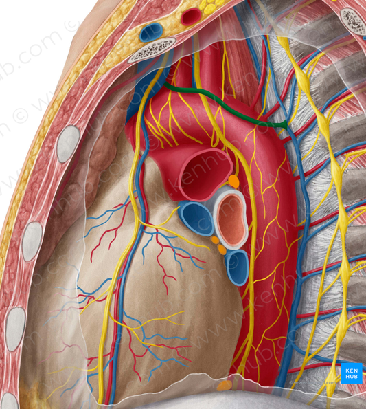 Left superior intercostal vein (#10331)