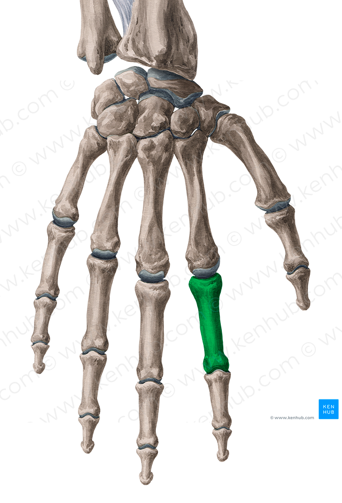 Proximal phalanx of 2nd finger (#7922)