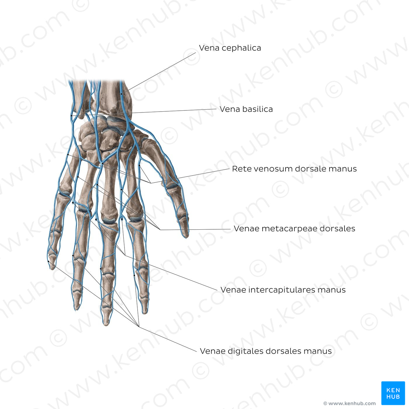 Veins of the hand: Dorsal view (Latin)