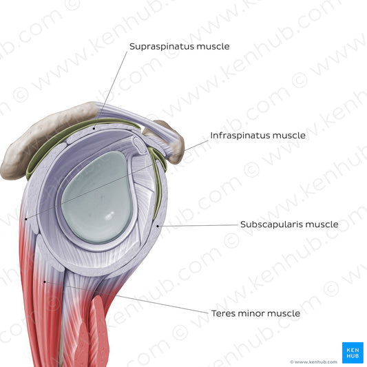 Rotator cuff - sagittal view (English)