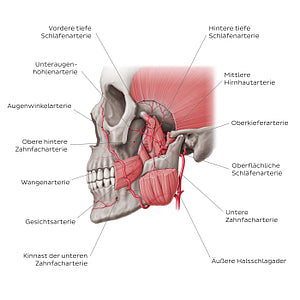 Maxillary artery (German)
