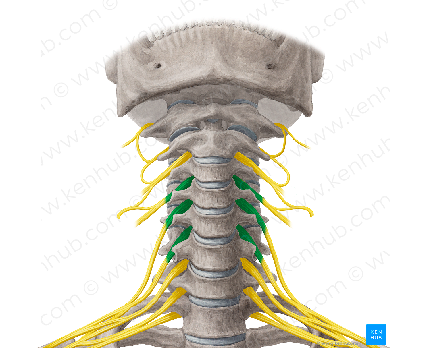 Anterior rami of spinal nerves C4-C6 (#18529) – Kenhub Image License Store