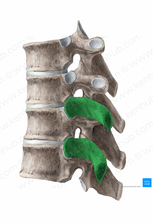 Neck of rib (#21731)