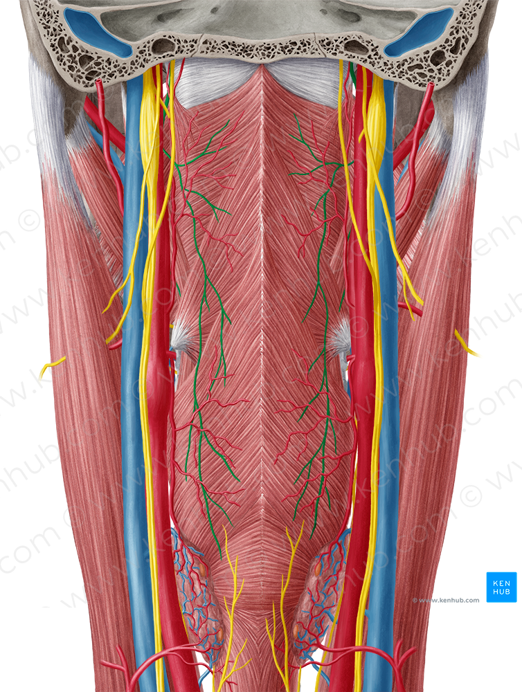 Glossopharyngeal nerve (#6432)