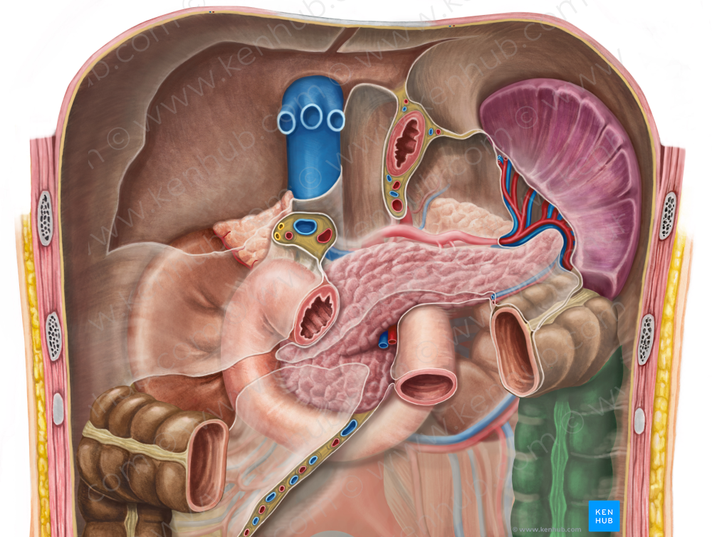 Descending colon (#2720)