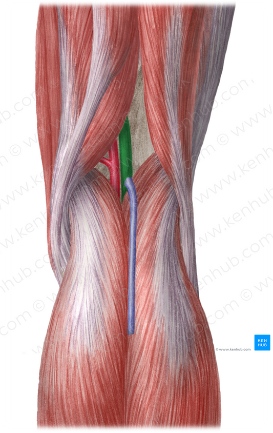 Popliteal vein (#10471)