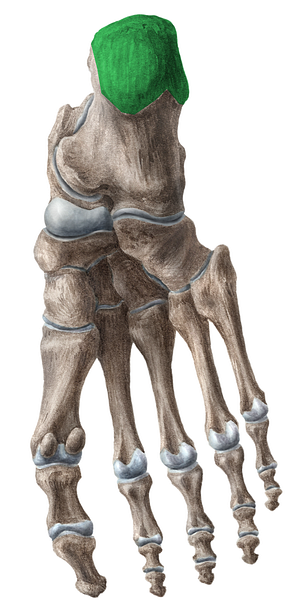 Calcaneal tuberosity (#9688)