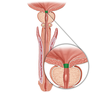 Preprostatic part of urethra (#20551)