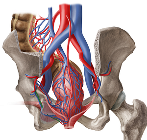 Left internal pudendal artery (#20106)