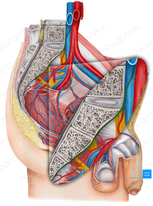 Median sacral artery (#1761)