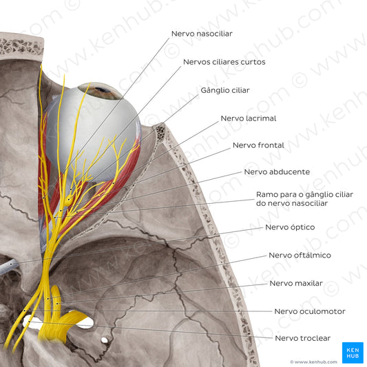 Nerves of orbit (Superior view) (Portuguese)