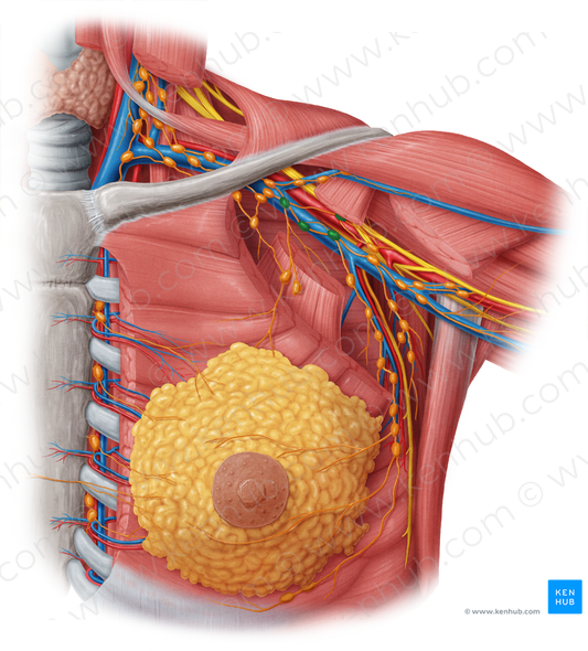 Central axillary lymph nodes (#6961)