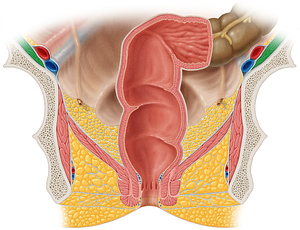 Iliacus muscle (#5453)