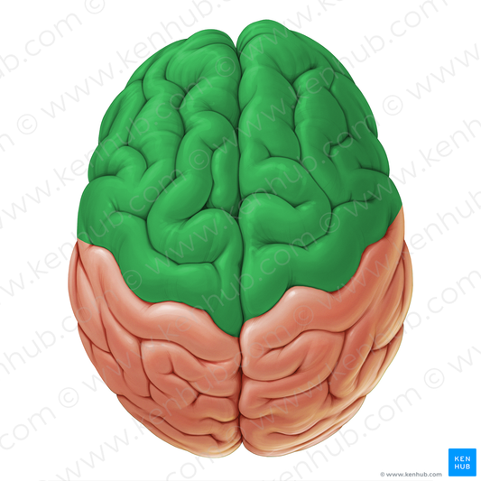 Frontal lobe (#19051)