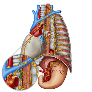 Paratracheal lymph nodes (#7076)