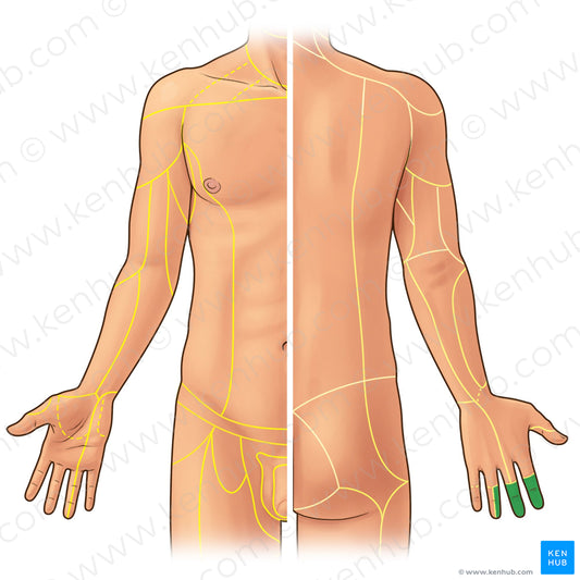 Proper palmar digital branches of median nerve (#21923)