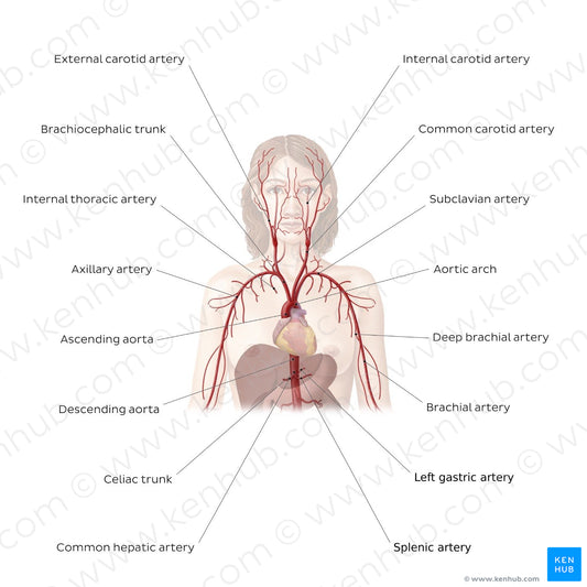 Cardiovascular system: Arteries of the upper part of the body (English)