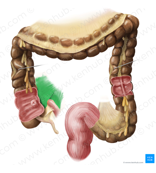 Mesentery (#5071)