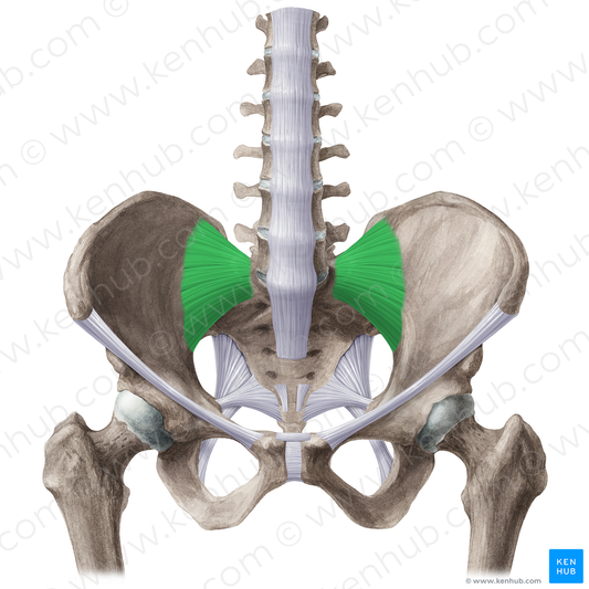 Anterior sacroiliac ligament (#21501)