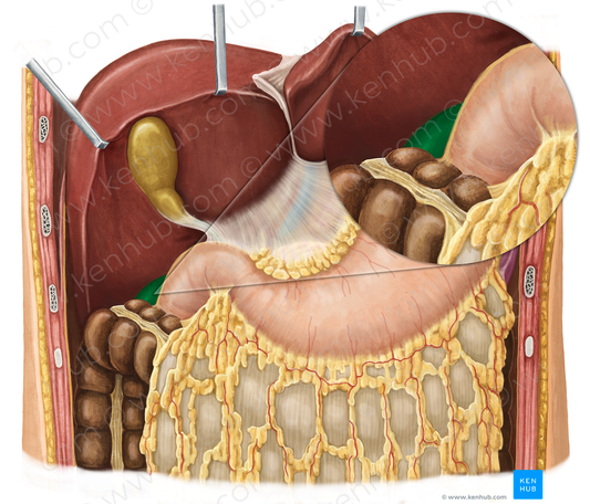 Right kidney (#8899)