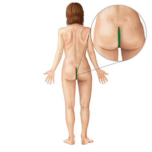 Intergluteal cleft (#3090)