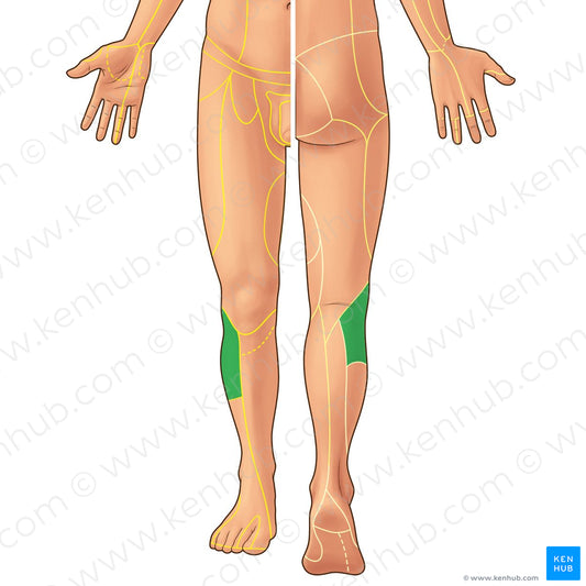 Lateral sural cutaneous nerve (#21944)