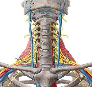 Vertebral vein (#10675)