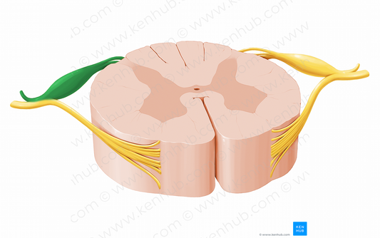 Posterior root of spinal nerve (#12031)