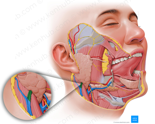 Posterior division of retromandibular vein (#401)