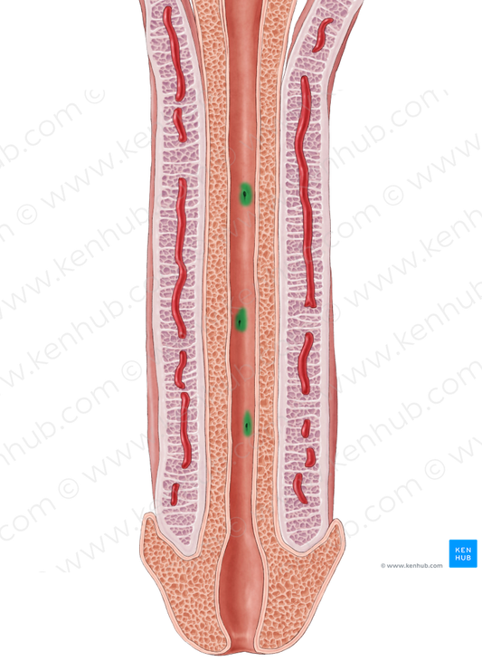 Urethral lacunae (#4367)