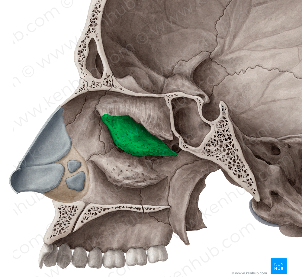 Middle nasal concha of ethmoid bone (#2795)