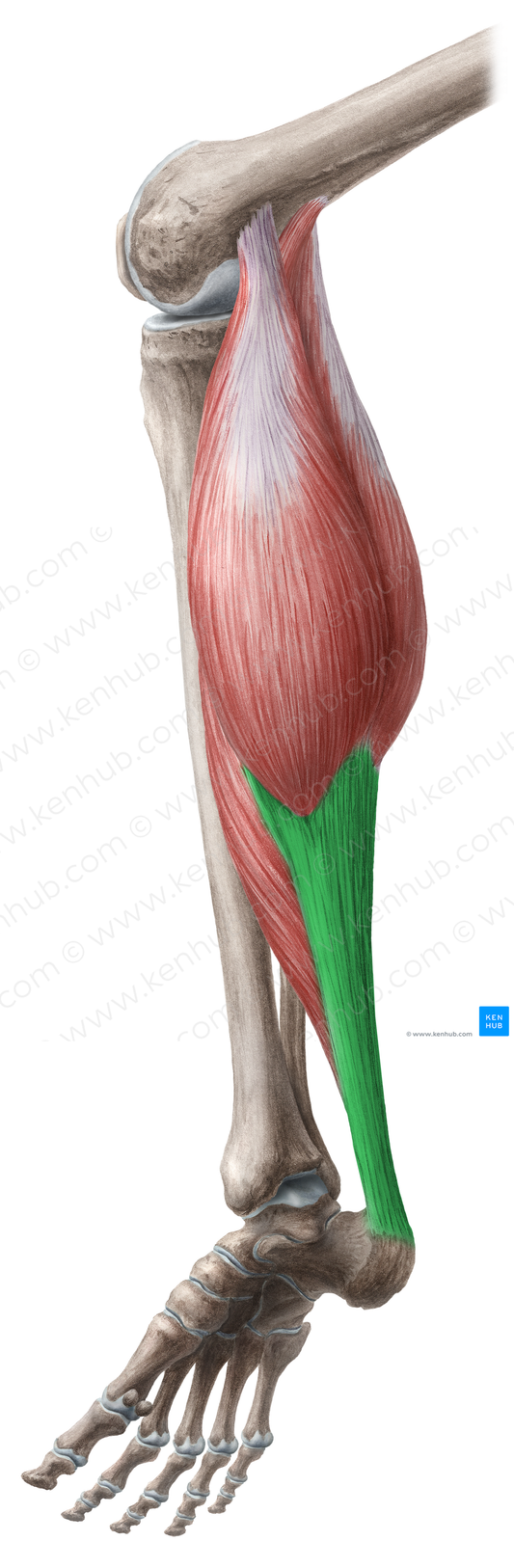 Calcaneal tendon (#18668)