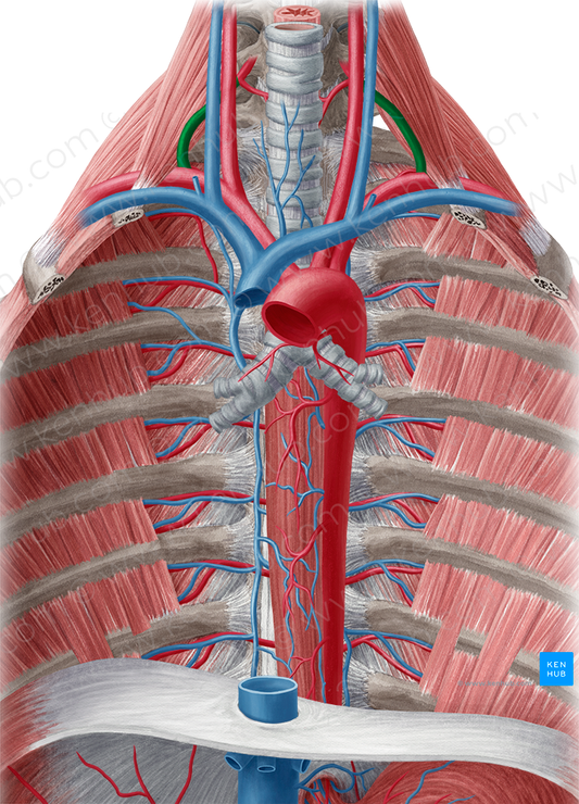 Thyrocervical trunk (#9661)