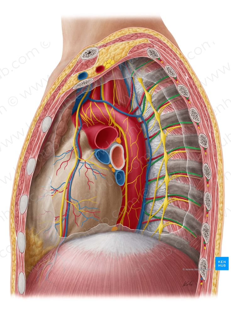 Posterior intercostal vein (#10165)