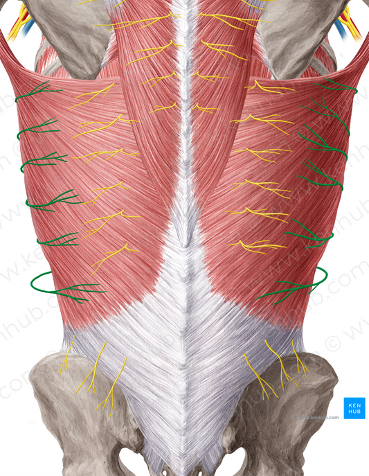 Lateral cutaneous branch of intercostal nerve (#8486)