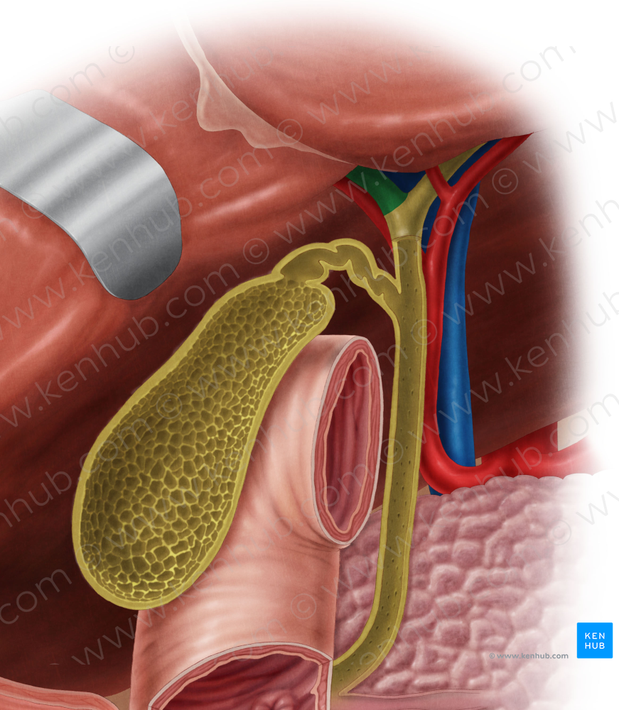Right hepatic duct (#3325)