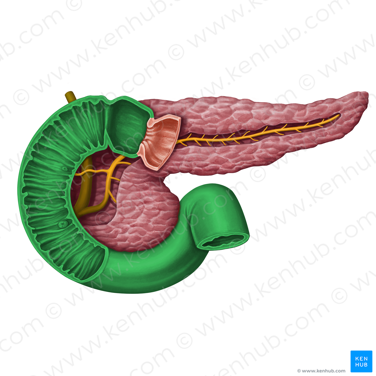 Duodenum (#13947)