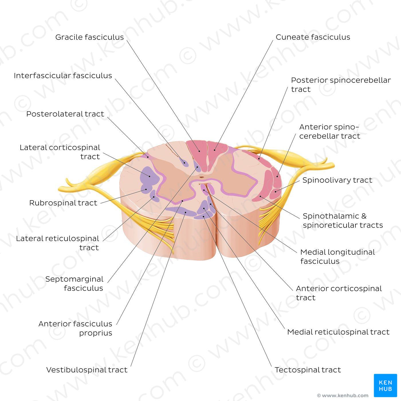 Spinal cord: Cross section (ascending and descending tracts) (English)