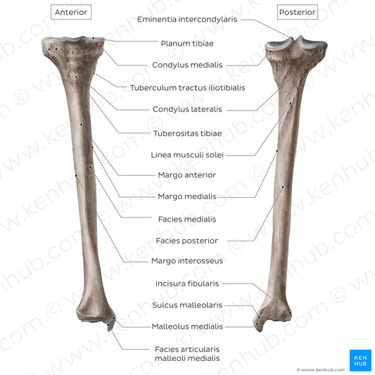 Tibia (Latin)