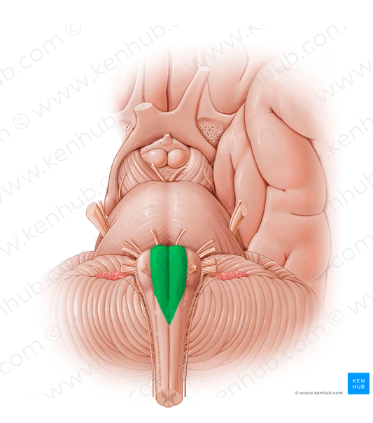 Pyramid of medulla oblongata (#12805)