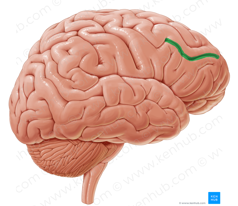 Inferior frontal sulcus (#9256)
