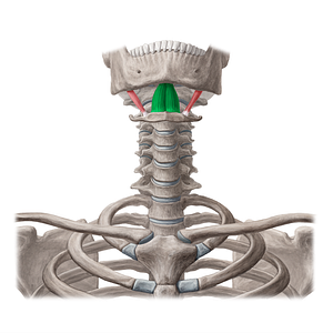 Geniohyoid muscle (#5406)